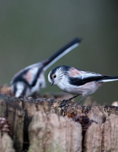 Mésange à longue queue