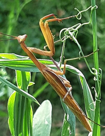 Mante religieuse (Mantis religiosa)