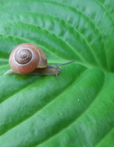 Escargot