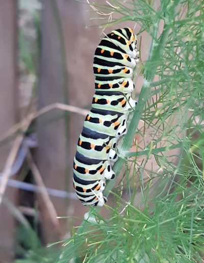 Machaon (chenille)