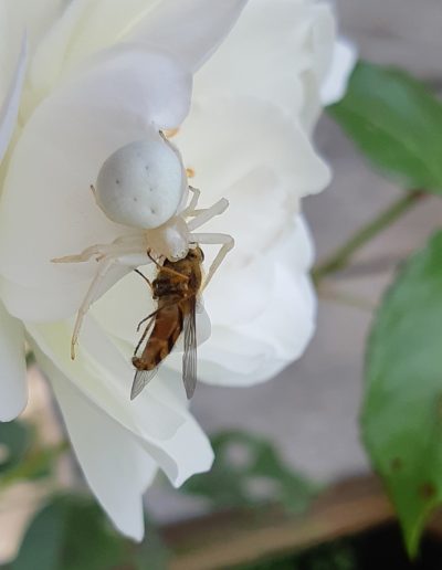 Thomise variable (Misumena vatia)