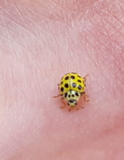 Coccinelle à vingt-deux points (Psyllobora vigintiduopunctata)