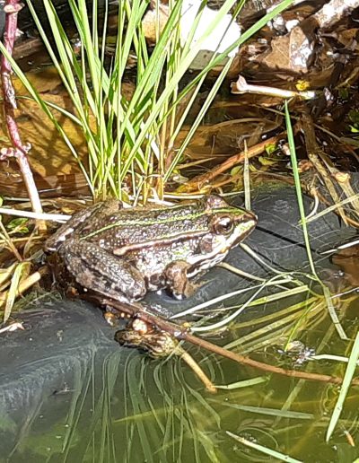 Grenouille verte (Pelophylax)