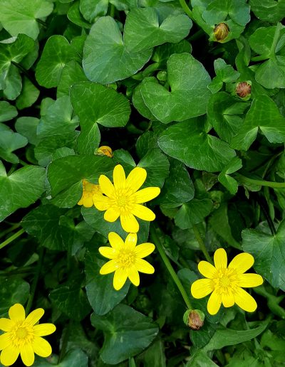 Ficaire (Ranunculus ficaria)