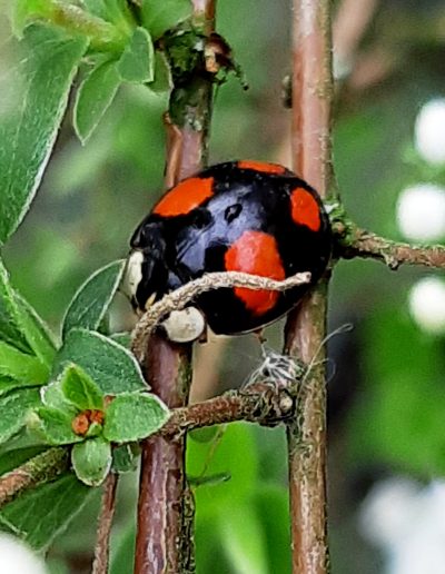 Coccinelle asiatique (Harmonia axyridis)