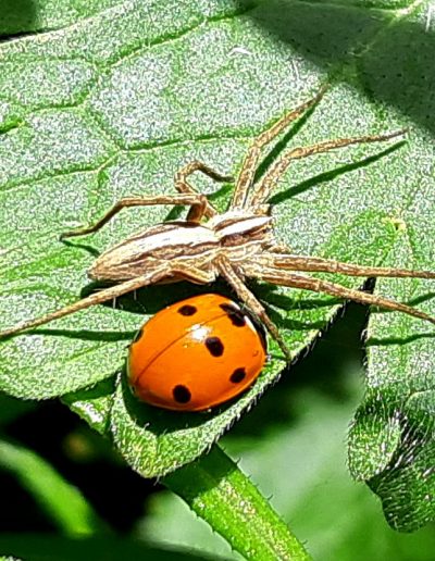 Un curieux duo (Pisaure admirable et coccinelle à 7 points)