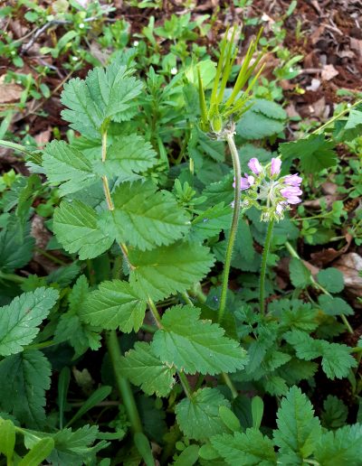 Erodium Musqué (bec-de-grue)