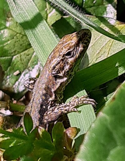 Lézard des murailles