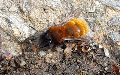 Andrène Fauve (Andrena fulva)