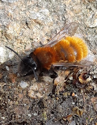 Andrène Fauve (Andrena fulva)