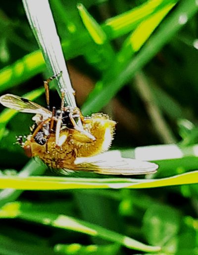 Scatophage du fumier (Scathophaga stercoraria) en plein repas