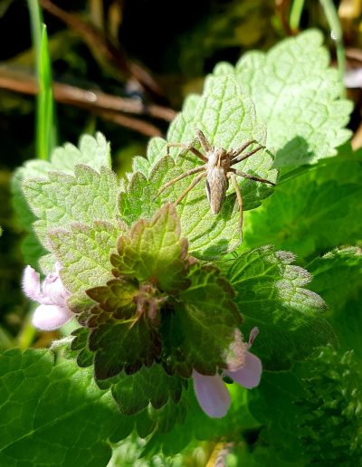 Pisaure admirable (Pisaura mirabilis) sur une feuille de Lamier pourpre