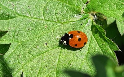 Coccinelle à 7 points