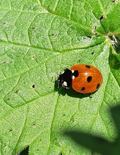 Coccinelle à 7 points