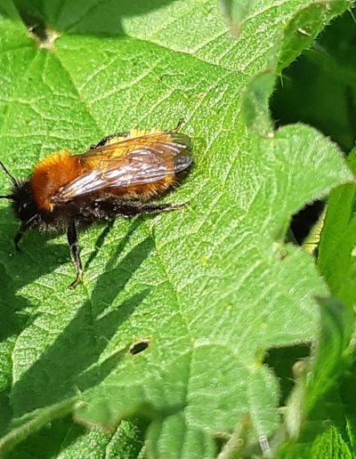 Andrène Fauve (Andrena fulva)