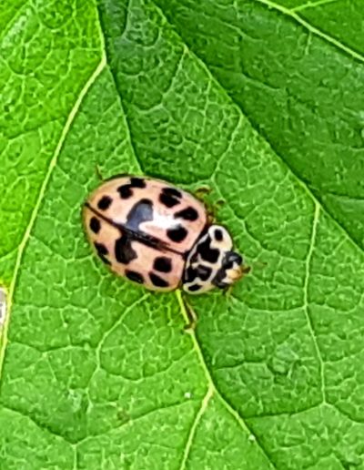 Coccinelle rose (Oenopia conglobata)