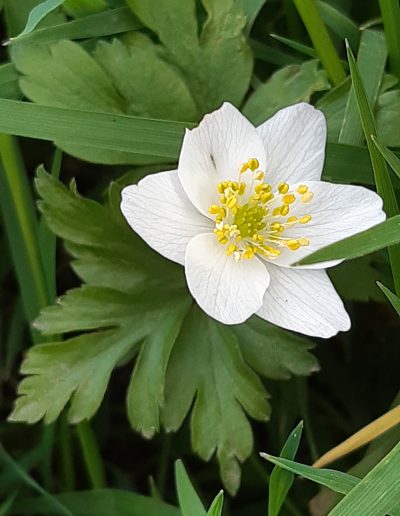 Anémone Sylvie (Anemone nemorosa)