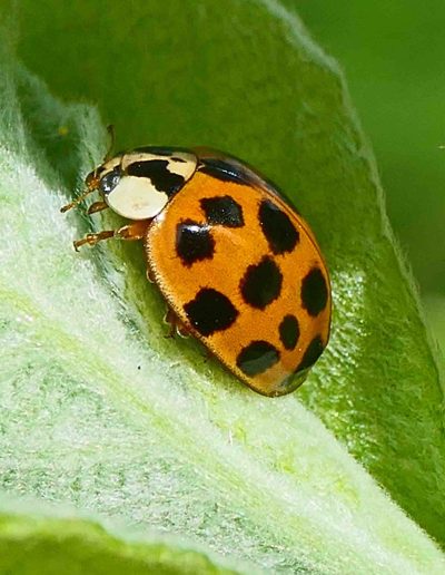 Coccinelle asiatique (Harmonia axyridis)