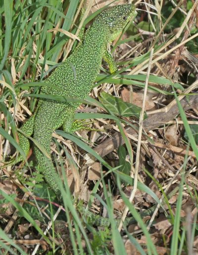 Lézard vert (Lacerta bilineata)