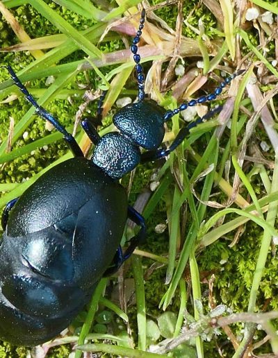 Méloé (Meloe proscarabeus)