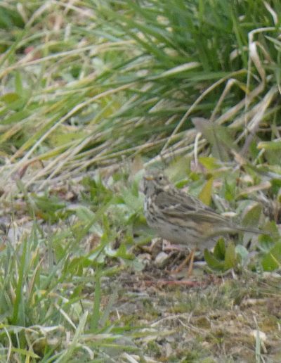 Pipit farlouse