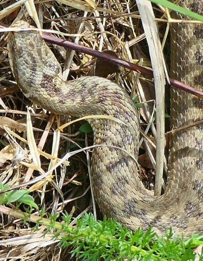 Vipère péliade (Vipera berus)