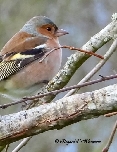 Pinson des arbres mâle (Fringilla coelebs)