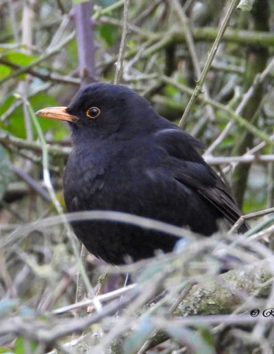 Merle noir (Turdus merula)