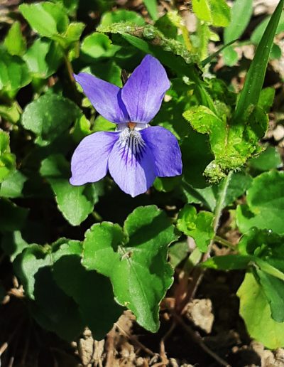 Une petite violette