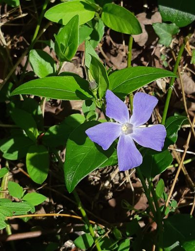 Petite pervenche (Vinca minor)