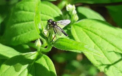 Petit insecte non identifié