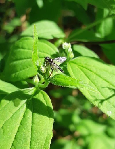 Petit insecte non identifié