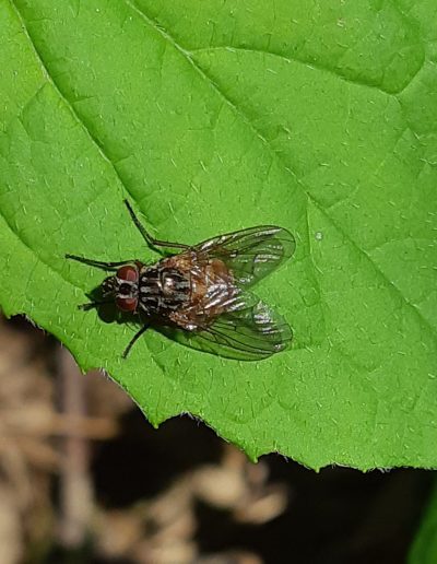 mouche domestique (musca domestica)