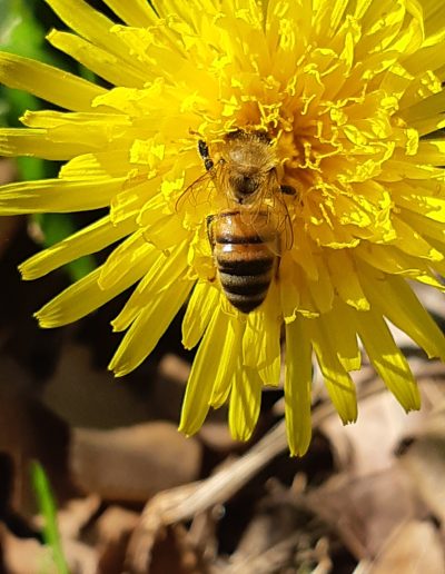 Abeille domestique (Apis mellifera) sur un pissenlit