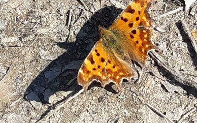 Robert-le-diable (Polygonia c-album)