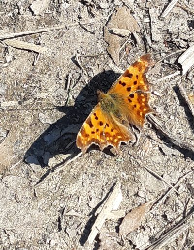 Robert-le-diable (Polygonia c-album)