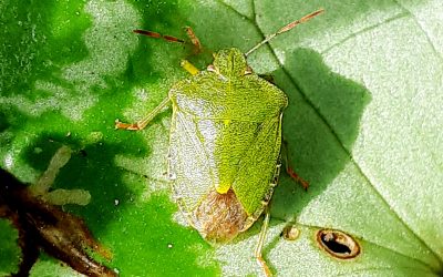 Punaise verte (Palomena prasina)