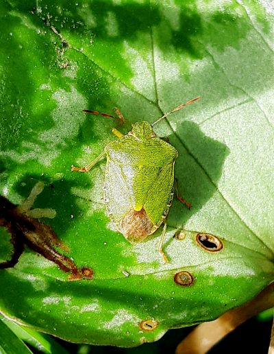 Punaise verte (Palomena prasina)