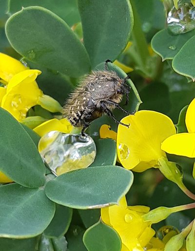 Cétoine grise (Oxythyrea funesta)