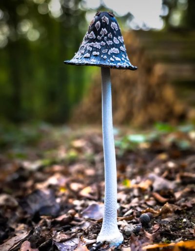 Champignon, probablement un Coprin pie (Coprinopsis picacea)