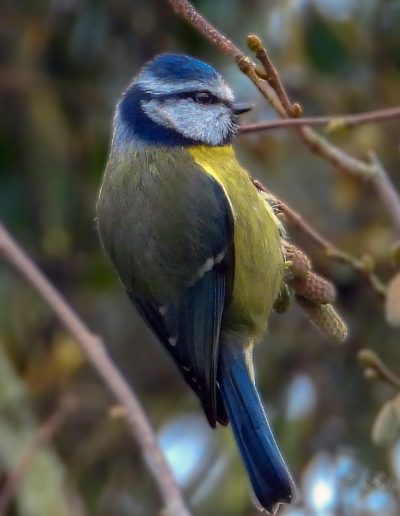 Mésange bleue (Cyanistes caeruleus)