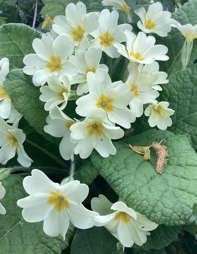 Primevère de mon jardin