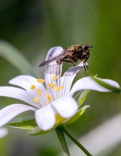 Petit insecte posé sur une Stellaire