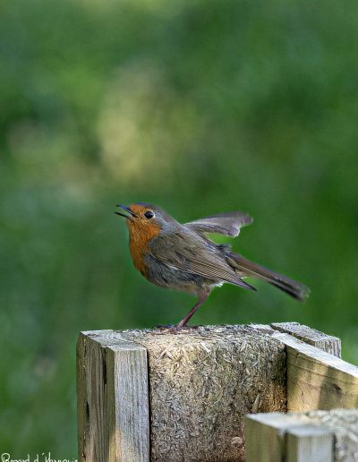 Rougegorge familier (Erithacus rubecula)