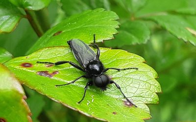 Mouche de la saint-Marc (Bibio marci)