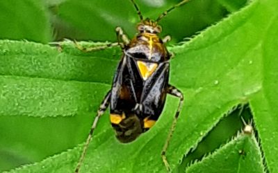 Liocoris tripustulatus