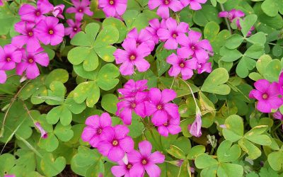 Oxalis articulé