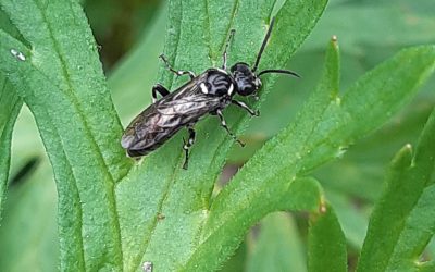 Hylée (petite abeille noire)