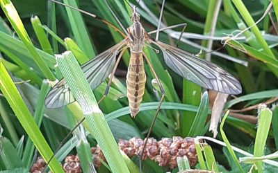 Une tipule printanière (tipula vernalis)