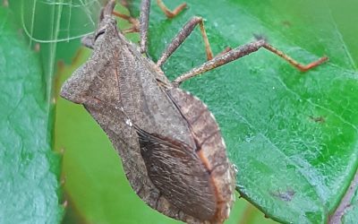 Corée marginée (Coreus marginatus)